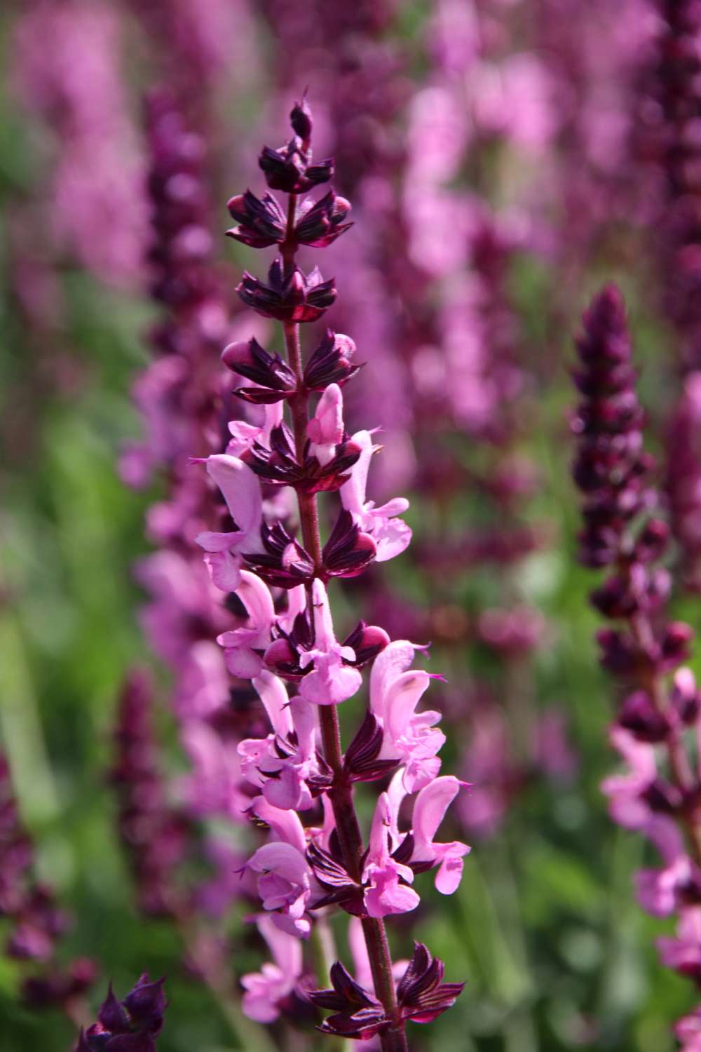 Staudesalvie 'Sensation Rose'